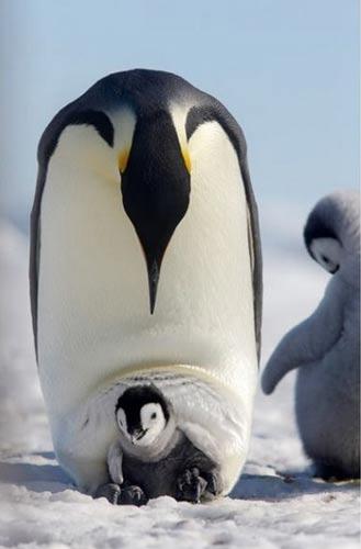 在雪丘岛上，一只小帝企鹅从父母的身下探出头来。