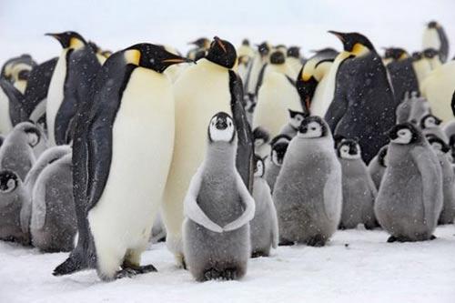 一大群帝企鹅和小企鹅在雪丘岛上聚集，似乎是在集会。
