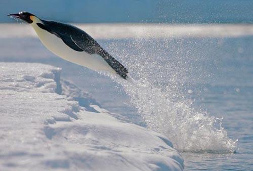 在雪丘岛的冰层边缘，一只帝企鹅从水中鱼跃飞起。