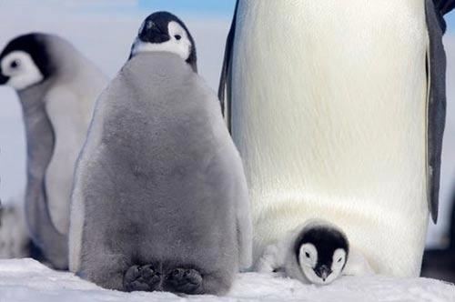 一只小企鹅从父母温暖的“怀抱”中探出头来。