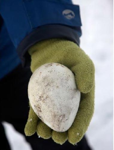 一枚被遗弃在雪丘岛上的企鹅蛋。