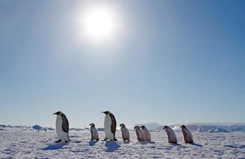 在雪丘岛上，帝企鹅正带着一群小企鹅游玩。