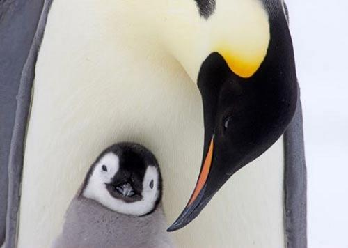帝企鹅正在照看它的孩子。