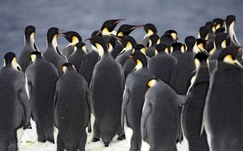 一大群帝企鹅正在冰层边缘，准备跳水。